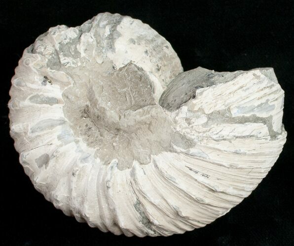 Liparoceras Ammonite - Very D #10700